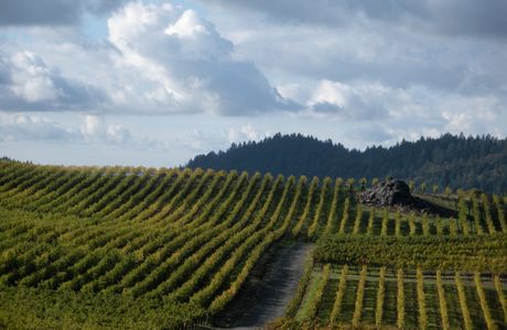 Quilici Vineyards and Winery