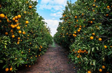 Fumin Forest Kurondo Orchards