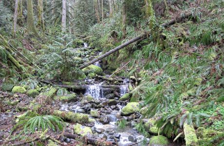 Dosewallips State Park