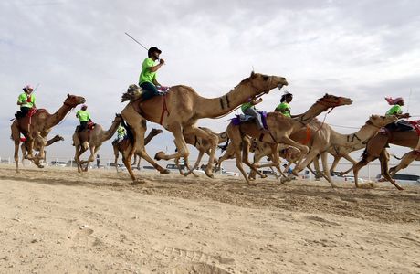 South Sinai Camel Festival