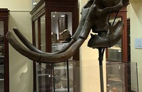 Museo Geologico del Monticino