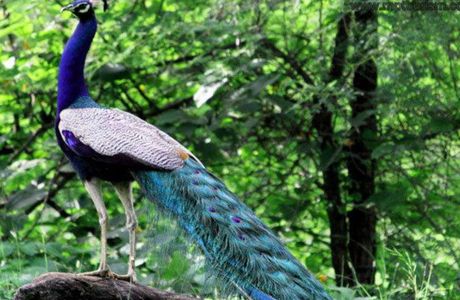Madhav National Park