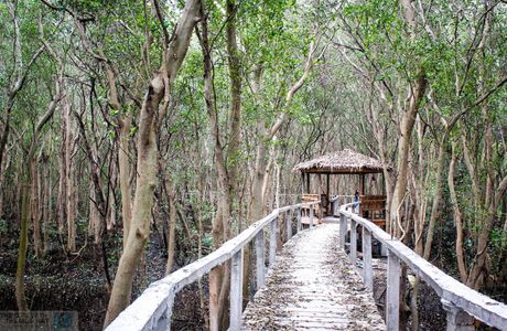 Las PiñasParañaque Critical Habitat and Ecotourism Area