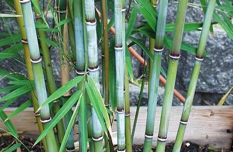 Blue Bamboo