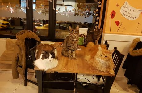 Cat Cafe