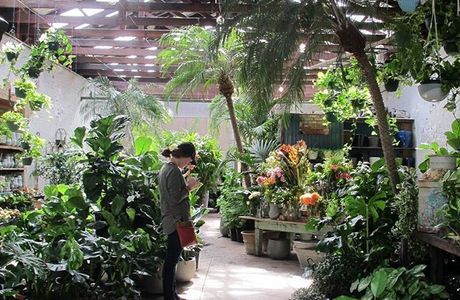 St Davids Plant & Garden Nursery