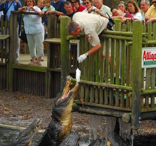 Crocodile Crossing (at Alligator Farm)