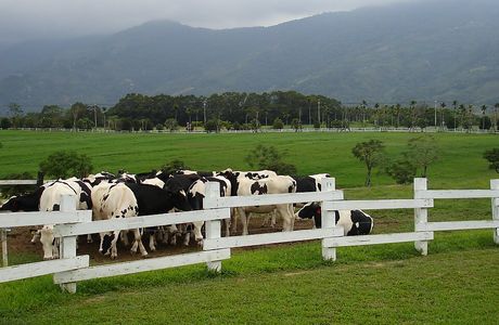 Cing Shan Farm