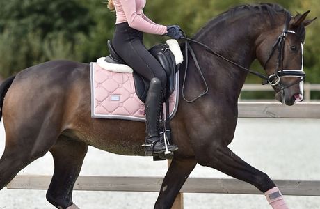 Madonna's Equestrian Academy