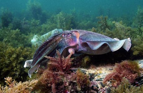Cuttlefish Boardwalk