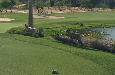 Terrain de Golf Olivier Breaud