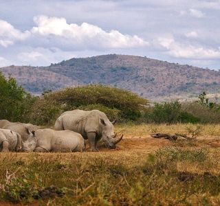 Safari Mapeka