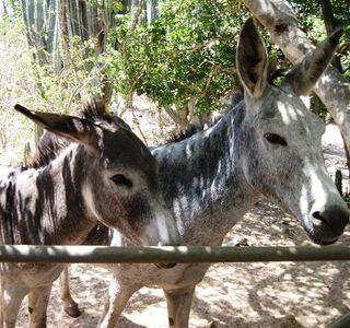 Donkey Sanctuary Aruba