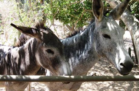 Donkey Sanctuary Aruba