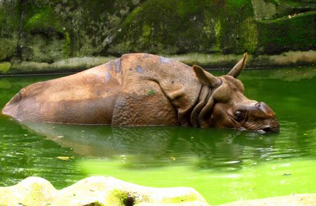 Thiruvananthapuram Zoo