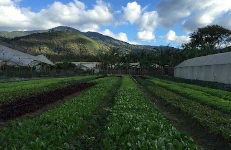 Caoba Farms