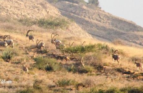 Kirthar National Park