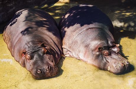 Hippos - Centre Equestre