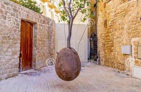Suspended Orange Tree