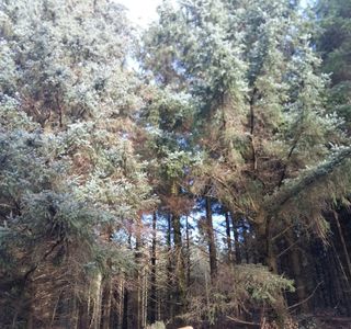 Mabie Forest