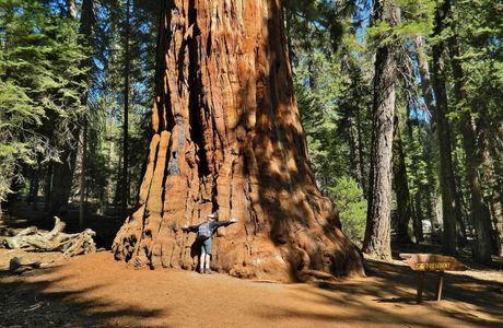 Xueshan Giant Tree