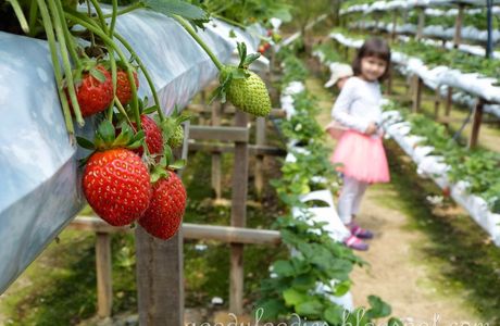 Arai Farm Happy Strawberry Farm