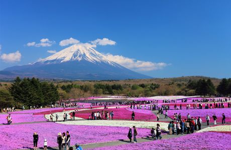 Fuji Festival