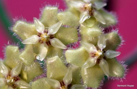 Furusatomura Hoya