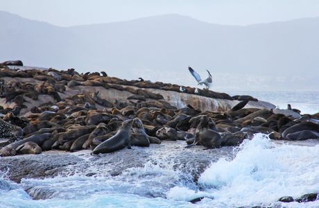 Seal Island