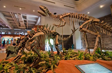 Zigong Dinosaur Museum