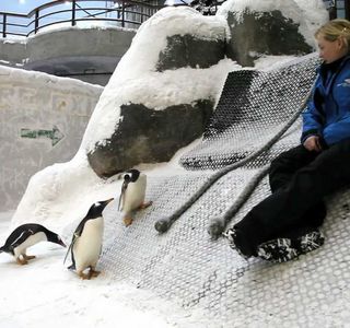 Snow Penguins at Ski Dubai