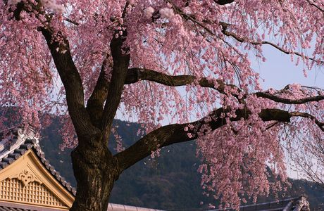 Millennium Center Sakura