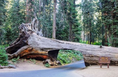 Tunnel Log