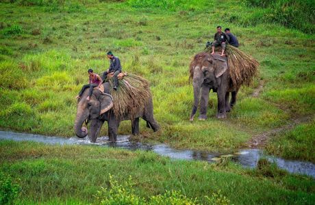 Chitwan National Park Tours