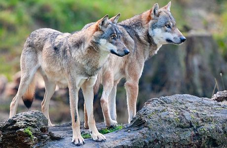 Wolfsschutz