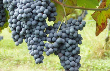 The Grapes