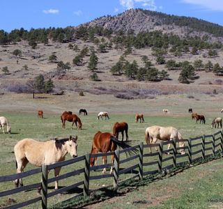 C Horse Ranch