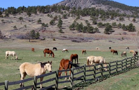 C Horse Ranch