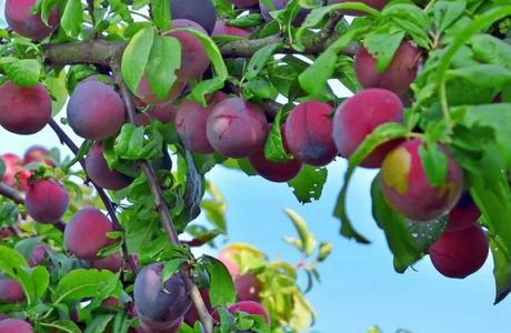 Plum Garden