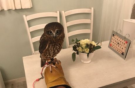 Owl Cafe Akiba Fukurou