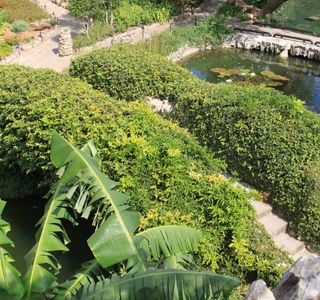 Japanese Tea Gardens