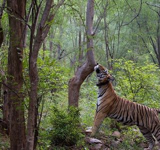 Sariska Tiger Reserve
