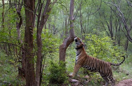 Sariska Tiger Reserve