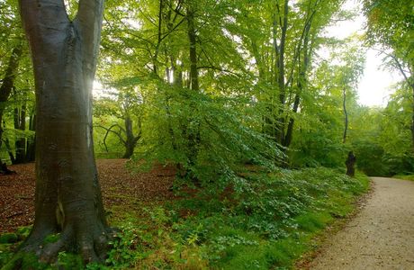 Epping Forest
