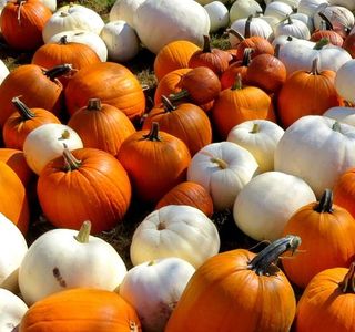 Lyman Orchards