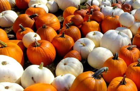 Lyman Orchards