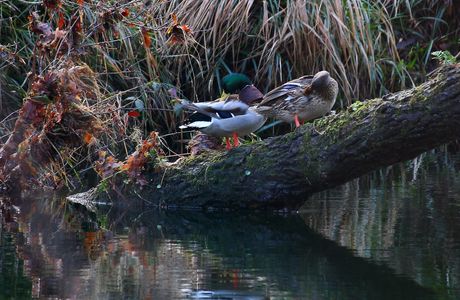 Black Pond Wildlife Management Area