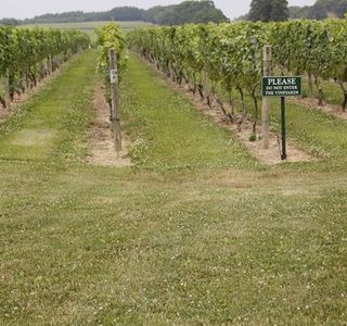 Palmer Vineyards