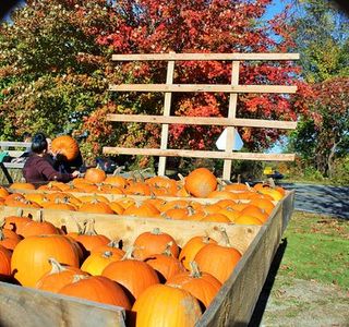 Soukup Farms