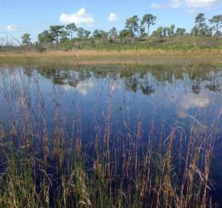 Allen David Broussard Catfish Creek Preserve State Park